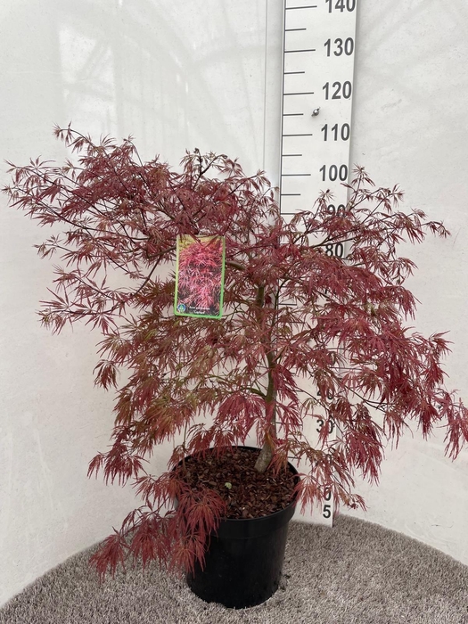 <h4>ACER PA GARNET</h4>