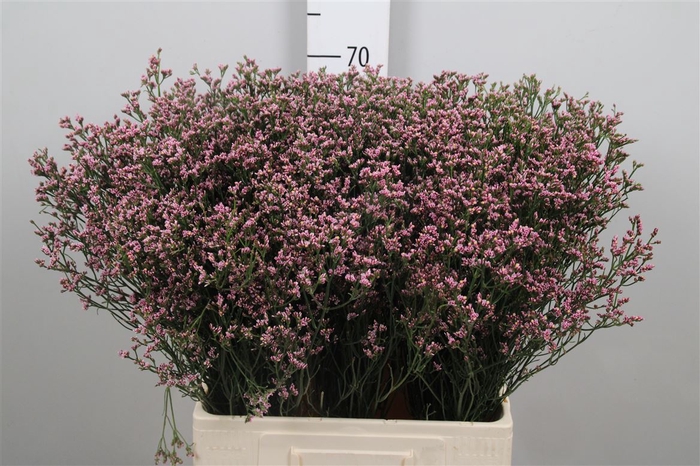 Lim Sin Anouchka Diamond