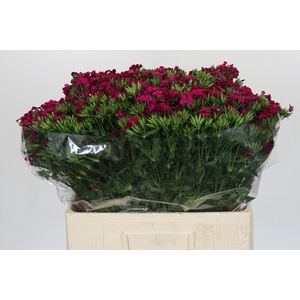 Dianthus Br Amazon Neon Cherry
