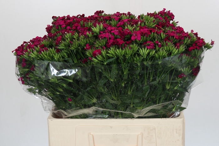 <h4>Dianthus Br Amazon Neon Cherry</h4>