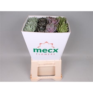 Echeveria Mix (mecx Flowers) Mecx-emmer 8cm