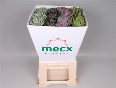 Echeveria Mix (mecx Flowers) Mecx-emmer 8cm