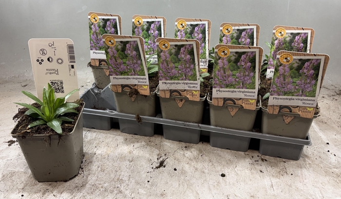 <h4>PHYSOS VIRGINIANA</h4>