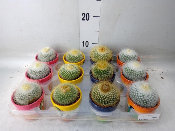 <h4>Parodia haselbergii</h4>