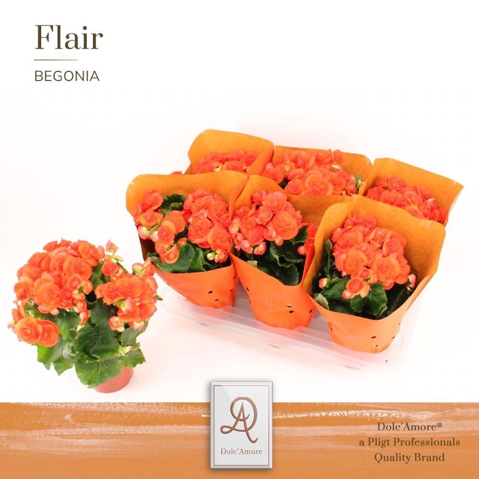 <h4>Begonia Oranje P14 Dolc'Amore® Flair Metallic</h4>