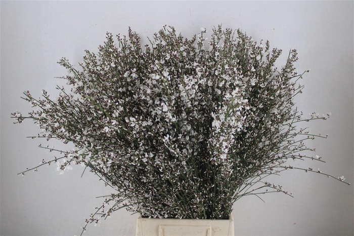 <h4>Ginster 400gr White P Bunch</h4>