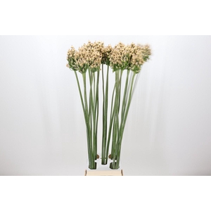 Allium Zaadbollen
