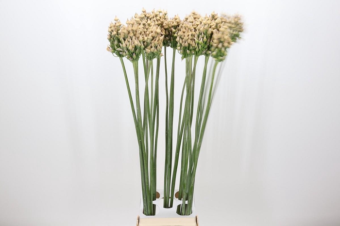 <h4>Allium Zaadbollen</h4>