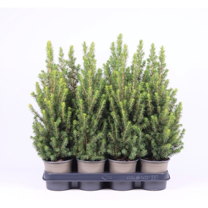 PICEA GL CONICA P11