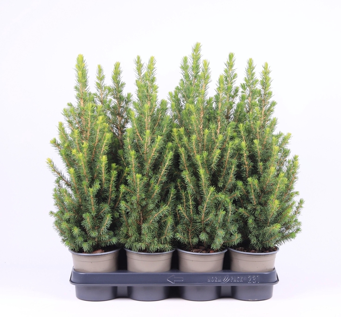 <h4>PICEA GL CONICA P11</h4>