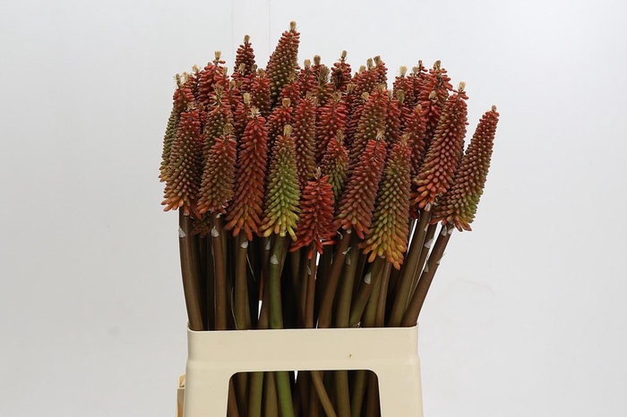 <h4>Kniphofia Alcazar</h4>