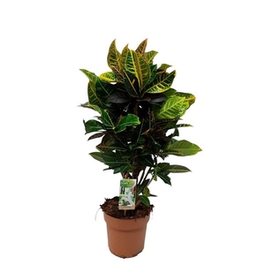 Codiaeum Petra- hoogte 75-80