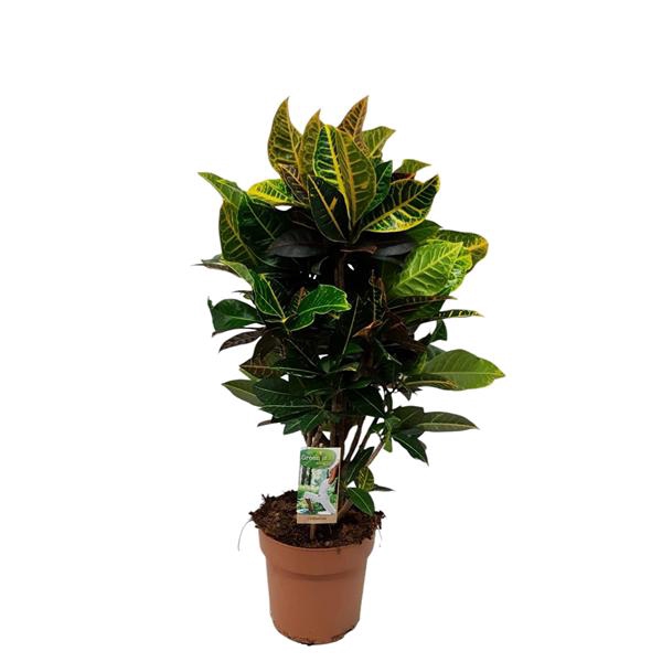 <h4>Codiaeum Petra- hoogte 75-80</h4>