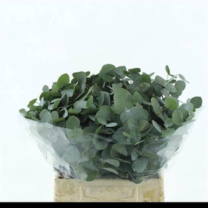 EUCA CINEREA P STEM 45CM SOUTH AFRI