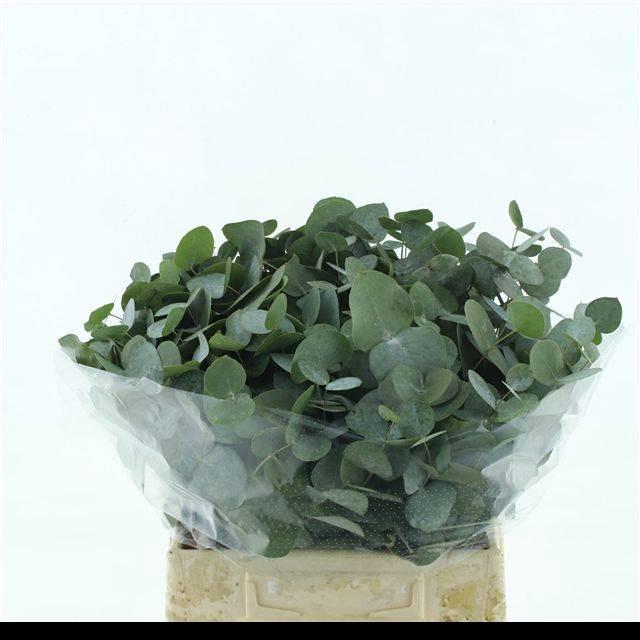 <h4>EUCA CINEREA P STEM 45CM SOUTH AFRI</h4>