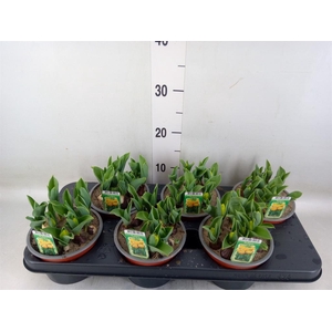 Tulipa DU   ...