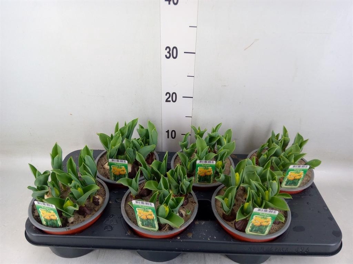 <h4>Tulipa DU   ...</h4>