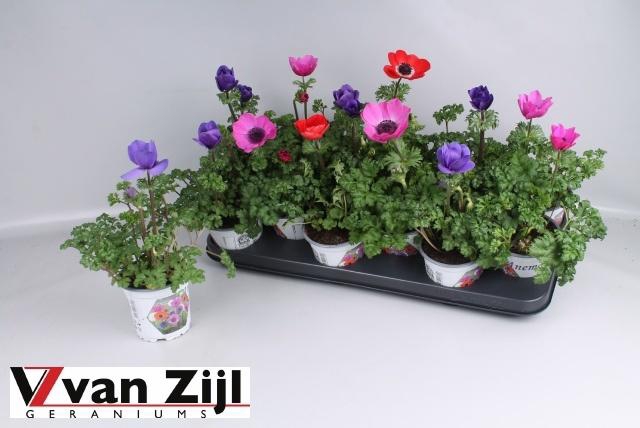 <h4>ANEM CO HARM GEM</h4>