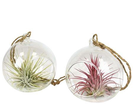<h4>Arrangementen Tillandsia 6%</h4>