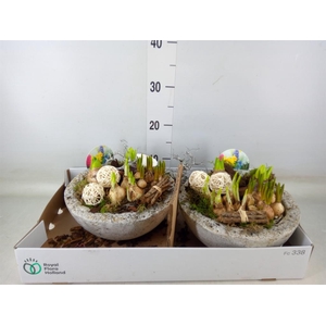 Arr.   Bol/Knolgewas L%