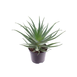 Aloe arborescens-NOT CERTIFIED