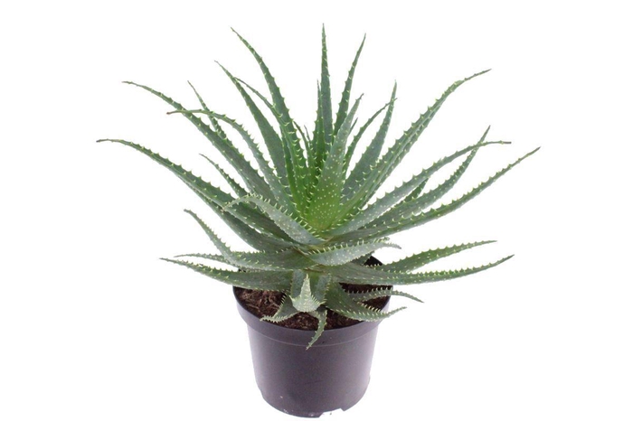 <h4>Aloe arborescens-NOT CERTIFIED</h4>
