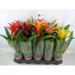 Guzmania   ...mix