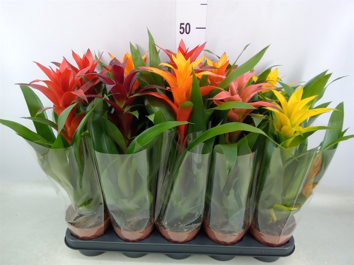 <h4>Guzmania   ...mix</h4>