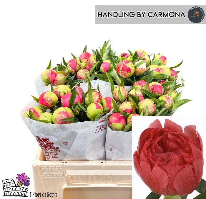 <h4>PAEO CORAL SUNSET</h4>