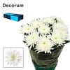 Chrysanthemum (Indicum Grp) eboutonné Topspin