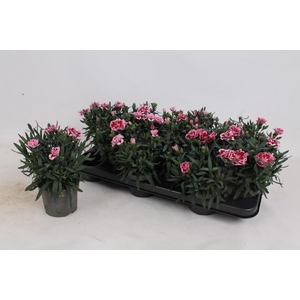 DIAN OSC PINK PURPLE