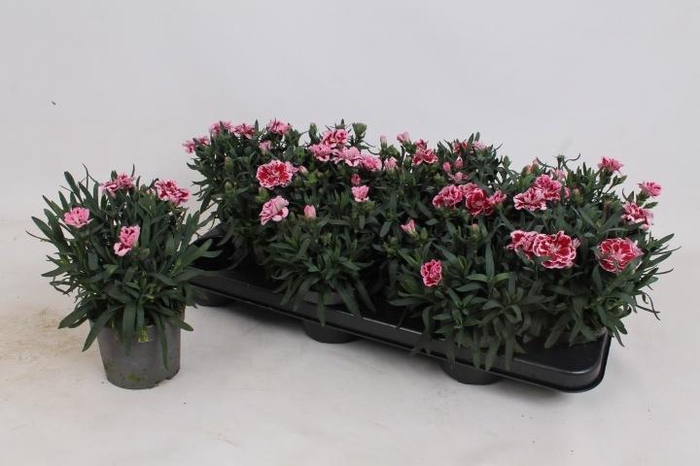 <h4>DIAN OSC PINK PURPLE</h4>