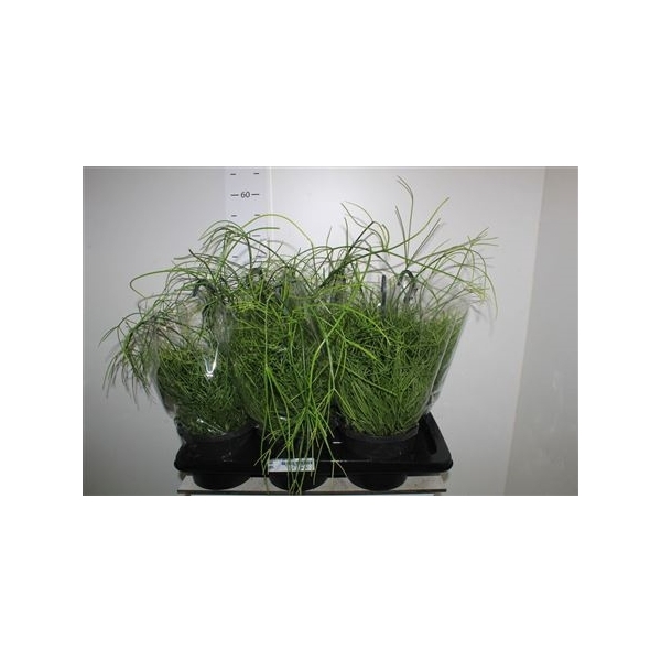 <h4>Rhipsalis Ba Oasis</h4>