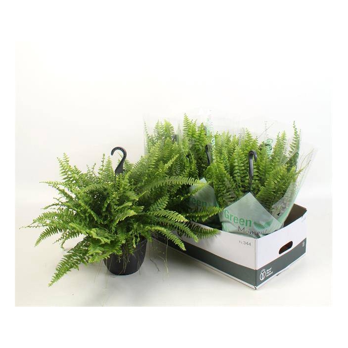 <h4>Nephrolepis ex.  green Moment 19Ø 60cm</h4>