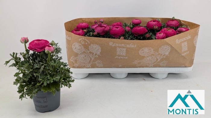 <h4>RANUN SPRINK PINK</h4>