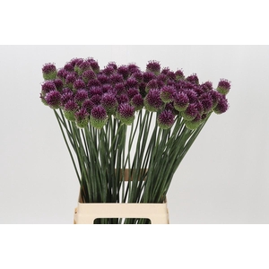Allium Sphaerocephalon