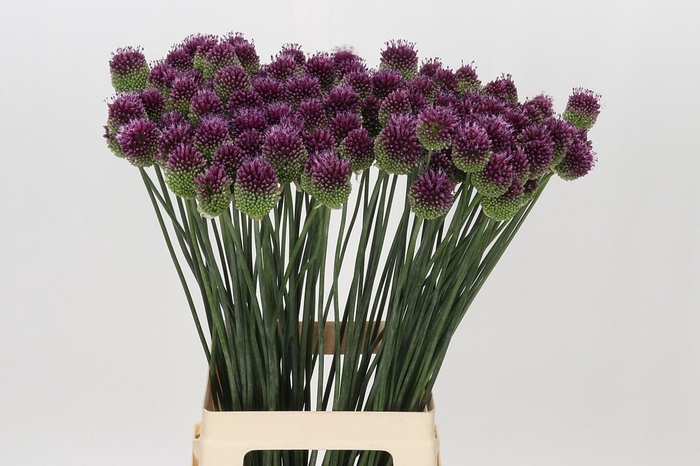 Allium Sphaerocephalon