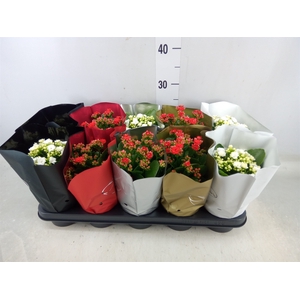 Kalanchoe blos.   ..rosebud mix  2