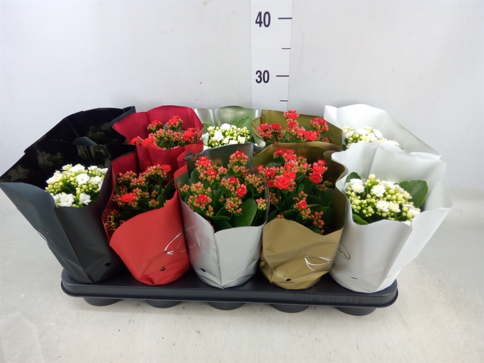 <h4>Kalanchoe blos.   ..rosebud mix  2</h4>