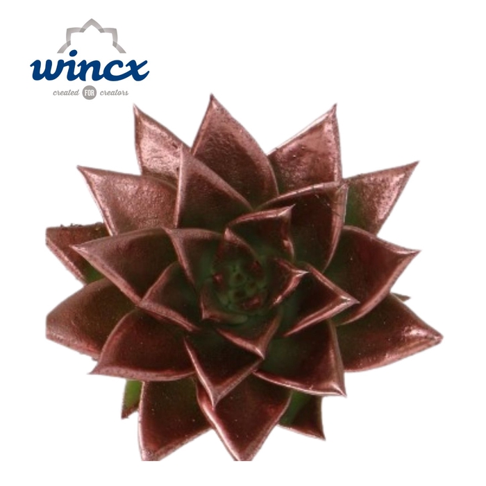 <h4>Echeveria Agavoides Paint Copper Cutflower Wincx-8</h4>