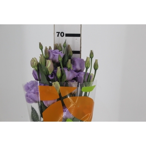 LISIANTHUS AQUARELA III LAVANDER LILÁS 070 CM