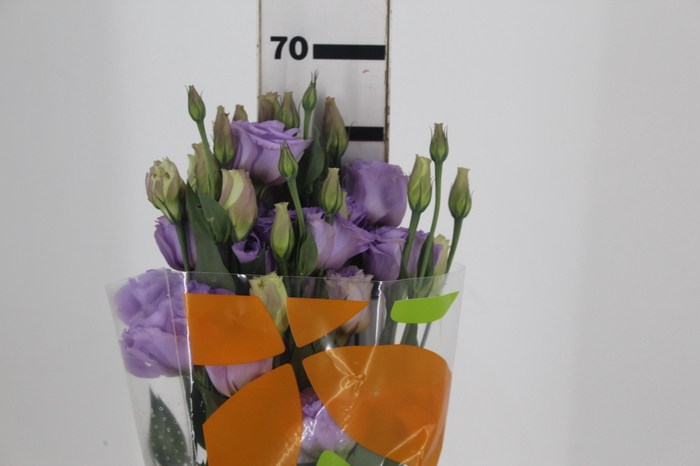 <h4>LISIANTHUS AQUARELA III LAVANDER LILÁS 070 CM</h4>
