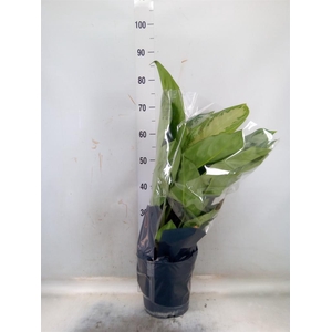 Aglaonema  'Silver Bay'