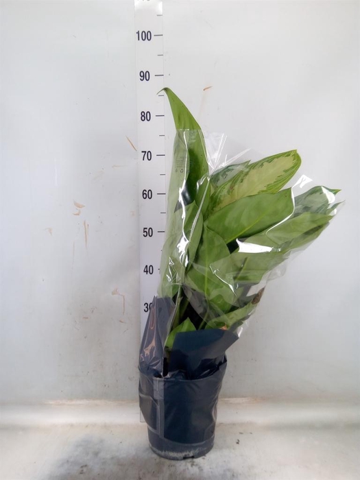 <h4>Aglaonema  'Silver Bay'</h4>