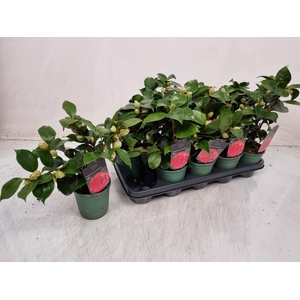CAMELLIA JAPONICA