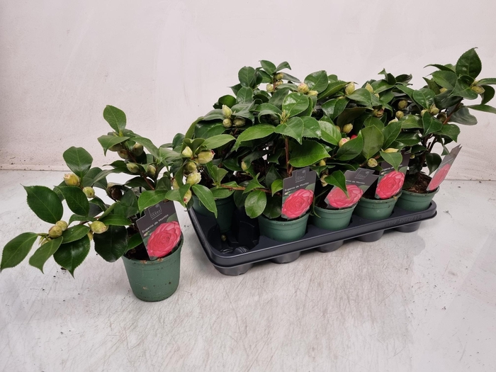 <h4>CAMELLIA JAPONICA</h4>