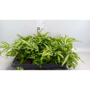 Pteris cretica 'Albolineata'