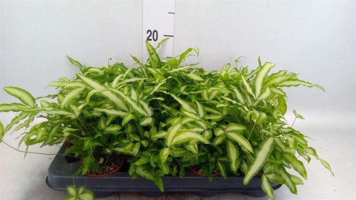 <h4>Pteris cretica 'Albolineata'</h4>