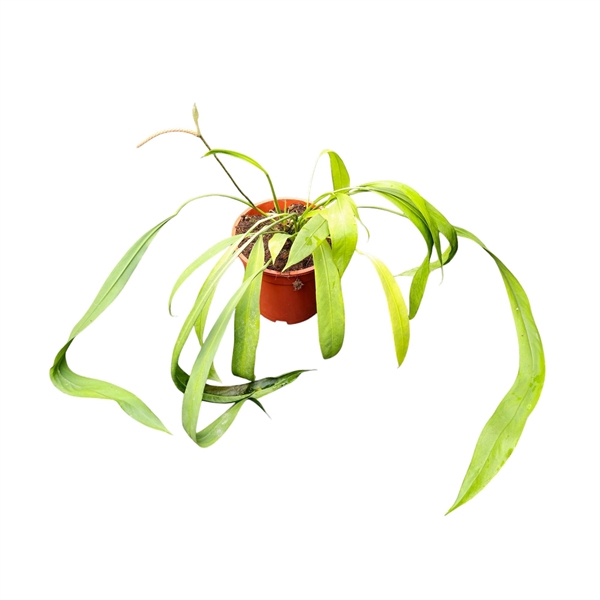 <h4>Anthurium Vittarifolium</h4>