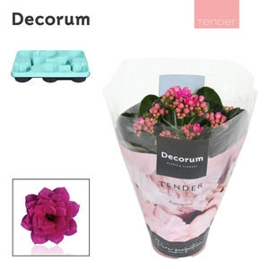 Kalanchoe Decorum TENDER - Serenity Purple